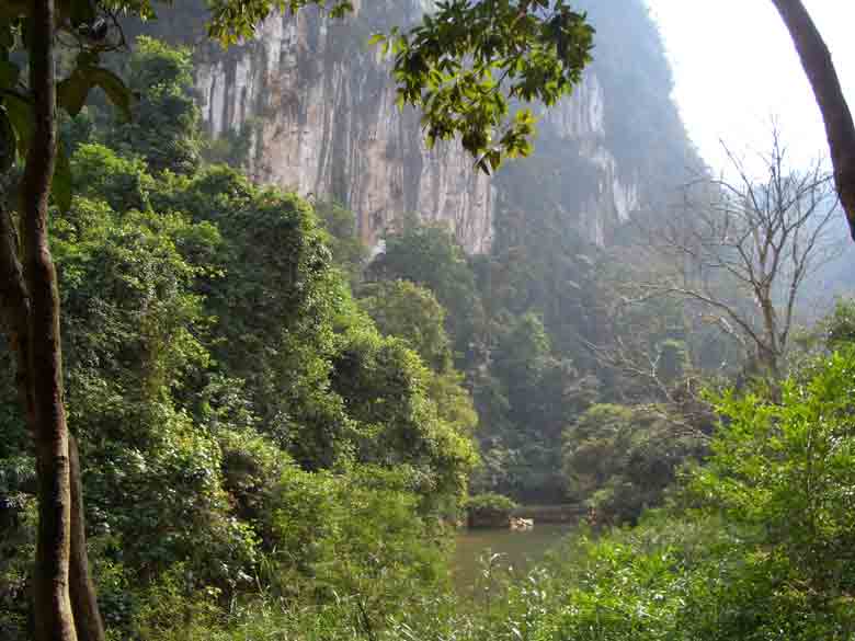 Image of rain forest