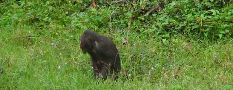 Image of monkey in rain forest